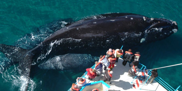 Viajes 2022 a Puerto Madryn desde Rosario, excursiones de avistaje de ballenas